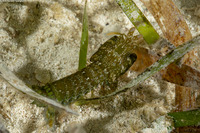 Neogonodactylus oerstedii (Swollenclaw Mantis Shrimp)