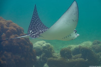 Aetobatus narinari (Spotted Eagle Ray)