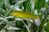 Halichoeres poeyi (Blackear Wrasse)