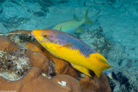 Bodianus rufus (Spanish Hogfish)