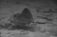 Hypanus americanus (Southern Stingray)