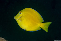 Acanthurus coeruleus (Blue Tang)