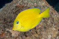 Acanthurus coeruleus (Blue Tang)