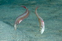 Xyrichtys martinicensis (Rosy Razorfish)