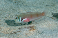 Xyrichtys martinicensis (Rosy Razorfish)