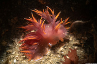 Dendronotus iris (Rainbow Dendronotus)