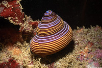 Calliostoma ligatum (Blue Top Snail)