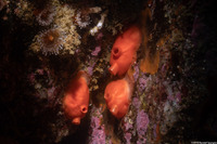 Cnemidocarpa finmarkiensis (Shiny Orange Sea Squirt)