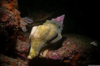 Kelletia kelletii (Kellet's Whelk)