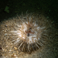 Diadumene leucolena (Ghost Anemone)