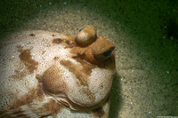 Pleuronichthys coenosus (C-O Sole)