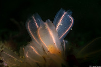 Clavelina huntsmani (Light Bulb Tunicate)
