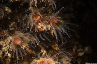 Astrangia haimei (Astrangia Haimei)