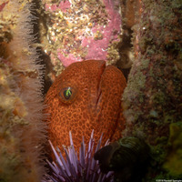 Anarrhichthys ocellatus (Wolf-Eel)