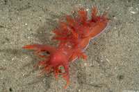 Dendronotus iris (Rainbow Dendronotus)