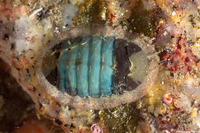 Lepidozona radians (Lepidozona Radians)