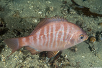 Embiotoca jacksoni (Black Perch)