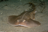 Platyrhinoidis triseriata (Thornback)