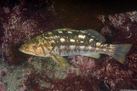 Paralabrax clathratus (Kelp Bass)