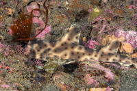 Heterodontus francisci (Horn Shark)
