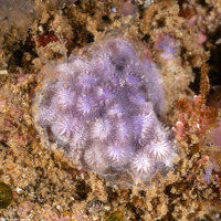 Disporella sp.1 (Purple Bryozoan)