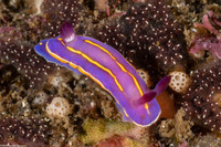 Felimida macfarlandi (MacFarland's Chromodorid)