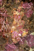 Scorpaena guttata (California Scorpionfish)
