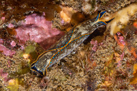 Navanax inermis (Navanax)