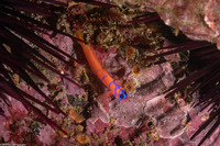Lythrypnus dalli (Bluebanded Goby)