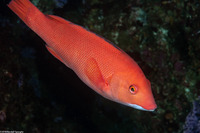 Semicossyphus pulcher (California Sheephead)