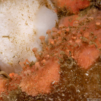 Hemimycale sp.1 (Hemimycale sp.1)