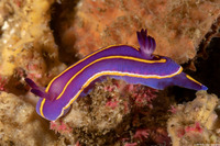 Felimida macfarlandi (MacFarland's Chromodorid)