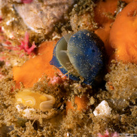 Terebratalia transversa (Common Lampshell)