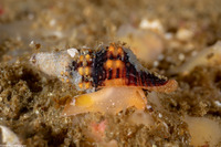 Hesperaptyxis luteopictus (Painted Spindle)