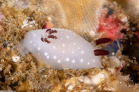 Cadlina limbaughorum (The Limbaughs' Cadlina)