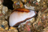 Neobernaya spadicea (Chestnut Cowry)