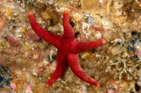 Henricia leviuscula (Blood Star)