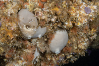 Spheciospongia confoederata (Gray Moon Sponge)