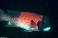 Semicossyphus pulcher (California Sheephead)