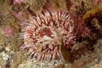 Urticina mcpeaki (McPeak's Urticina)