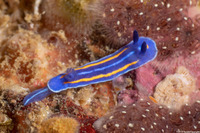 Felimare porterae (Porter's Chromodorid)