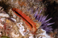 Crassadoma gigantea (Rock Scallop)