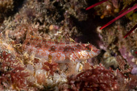 Alloclinus holderi (Island Kelpfish)