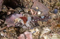 Orthonopias triacis (Snubnose Sculpin)