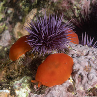 Berthellina ilisima (Orange Blob)