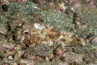 Scorpaena guttata (California Scorpionfish)