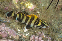 Sebastes serriceps (Treefish)