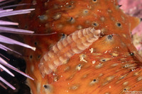 Arctonoe pulchra (Red Commensal Scale Worm)