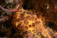 Peltodoris mullineri (Mulliner's Dorid)