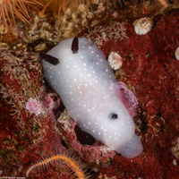 Cadlina limbaughorum (The Limbaughs' Cadlina)